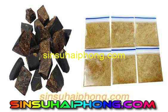 sin su nghe an - sìn sú Hải Phòng