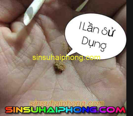 tac hai cua sin su - sìn sú Hải Phòng