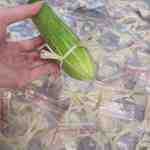 rau rong silicon 2 - sìn sú Hải Phòng