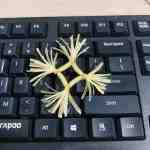 rau rong silicon 4 - sìn sú Hải Phòng