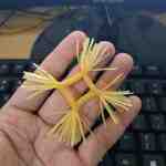 z3930875066358 5c4c7d1ffd4dbb54de1f0db068298be1 - sìn sú Hải Phòng