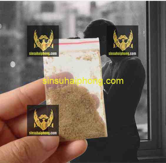 sinsuhaiphong 526 - sìn sú Hải Phòng